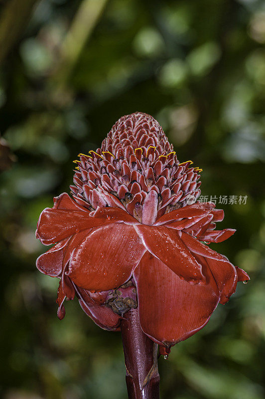 Etlingera elatior(也被称为火炬姜，姜花，红姜百合，火炬百合，野姜，Combrang, Bunga Siantan，菲律宾蜡花，香保嘉，印尼高姜，博卡德Dragón，玫瑰de Porcelaine，瓷器玫瑰)是一种规格